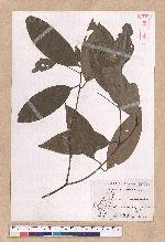 Cinnamomum osmophloeum Kanehira 土肉桂