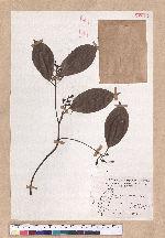 Cinnamomum micranthum (Hayata) Hayata 冇樟