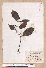 Cinnamomum micranthum (Hayata) Hayata 冇樟