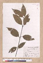 Cinnamomum osmophloeum Kanehira 土肉桂