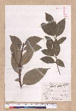 Cinnamomum osmophloeum Kanehira 土肉桂