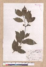 Cinnamomum osmophloeum Kanehira 土肉桂