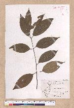 Cinnamomum randaiense Hayata 香桂