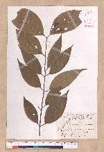 Cinnamomum randaiense Hayata 香桂