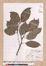 Cinnamomum micranthum (Hayata) Hayata 冇樟