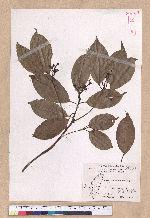 Cinnamomum micranthum (Hayata) Hayata 冇樟