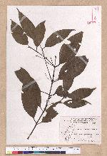 Cinnamomum osmophloeum Kanehira 土肉桂