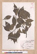 Cinnamomum camphora (L.) Nees & Eberm. 樟
