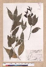 Cinnamomum insulari-montanum Hayata 山肉桂(台灣肉桂)