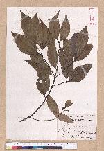 Cinnamomum osmophloeum Kanehira 土肉桂