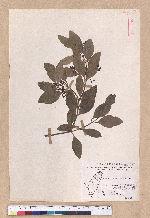 Cinnamomum osmophloeum Kanehira 土肉桂