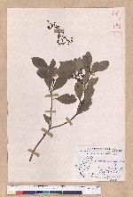 Cinnamomum osmophloeum Kanehira 土肉桂
