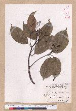 Cinnamomum micranthum (Hayata) Hayata 冇樟