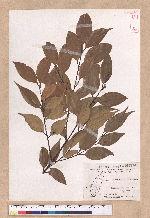Cinnamomum brevipedunculatum C. E. Chang 小葉樟