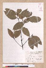 Cinnamomum osmophloeum Kanehira 土肉桂