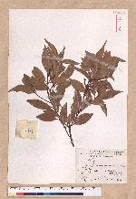 Cinnamomum brevipedunculatum C. E. Chang 小葉樟