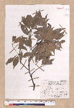 Cinnamomum philippinense (Merr.) Chang 菲律賓樟樹