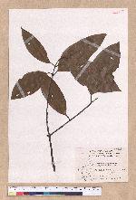 Cinnamomum pseudomelastoma (Laio  Kuo et Lin) Liao 野牡丹葉肉桂