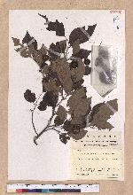 Lindera praecox (Siebold & Zucc.) Blume