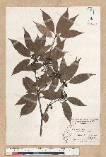 Neolitsea acutotrinervia (Hayata) Kanehira & Sasaki 銳葉新木薑子
