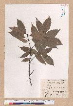 Cyclobalanopsis glauca (Thunb.) Oerst. 青剛櫟