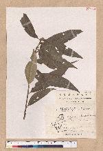 Lithocarpus castanopsisifolius (Hayata) Hayata 鬼石櫟