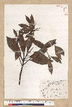 Machilus thunbergii Siebold & Zucc. 紅楠(豬腳楠)