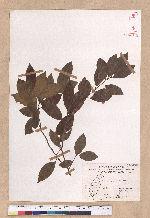 Lindera communis Hemsl. 香葉樹