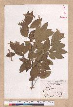 Lindera communis Hemsl. 香葉樹