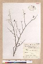 Lindera praecox (Siebold & Zucc.) Blume