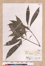 Litsea acutivena Hayata 銳脈木薑子