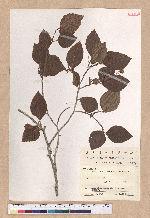 Fagus crenata Blume