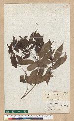 Neolitsea acuminatissima (Hayata) Kanehira et Sasaki 高山新木薑子