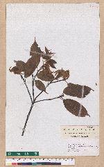 Cyclobalanopsis morii (Hayata) Schott. 森氏櫟(赤椆)