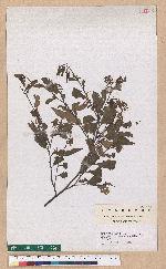 Castanopsis carlesii (Hemsl.) Hayata 長尾栲