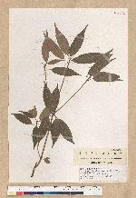 Neolitsea acuminatissima (Hayata) Kanehira et Sasaki 高山新木薑子