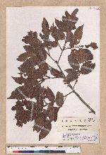 Quercus spinosa A. David ex Fr. 高山櫟