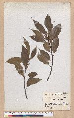 Cyclobalanopsis morii (Hayata) Schott. 森氏櫟(赤椆)
