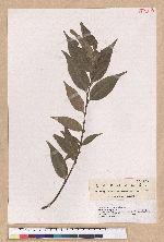 Castanopsis carlesii (Hemsl.) Hayata 長尾栲