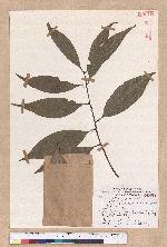 Cinnamomum macrostemon Hayata 胡氏肉桂