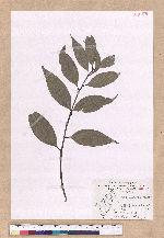Cinnamomum macrostemon Hayata 胡氏肉桂