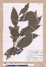 Cinnamomum macrostemon Hayata 胡氏肉桂