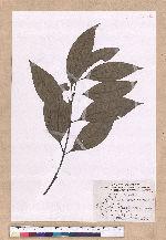Cinnamomum macrostemon Hayata 胡氏肉桂