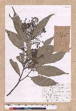 Cinnamomum macrostemon Hayata 胡氏肉桂