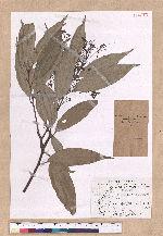 Cinnamomum macrostemon Hayata 胡氏肉桂