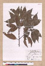Cinnamomum macrostemon Hayata 胡氏肉桂