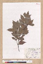 Machilus obovatifolia (Hayata) Kanehira & Sasaki 倒卵葉楠