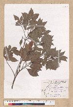 Machilus obovatifolia (Hayata) Kanehira & Sasaki 倒卵葉楠
