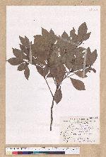 Machilus obovatifolia (Hayata) Kanehira & Sasaki 倒卵葉楠