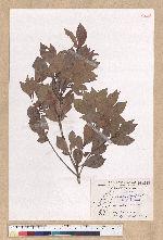 Machilus obovatifolia (Hayata) Kanehira & Sasaki 倒卵葉楠